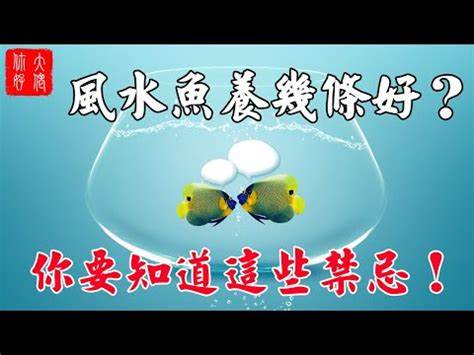 風水養魚數量|揭秘風水魚養殖最佳數量指南：招財納福必學秘訣 